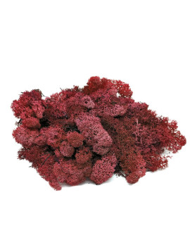 Muschio Lichene Rosso Stabilizzato