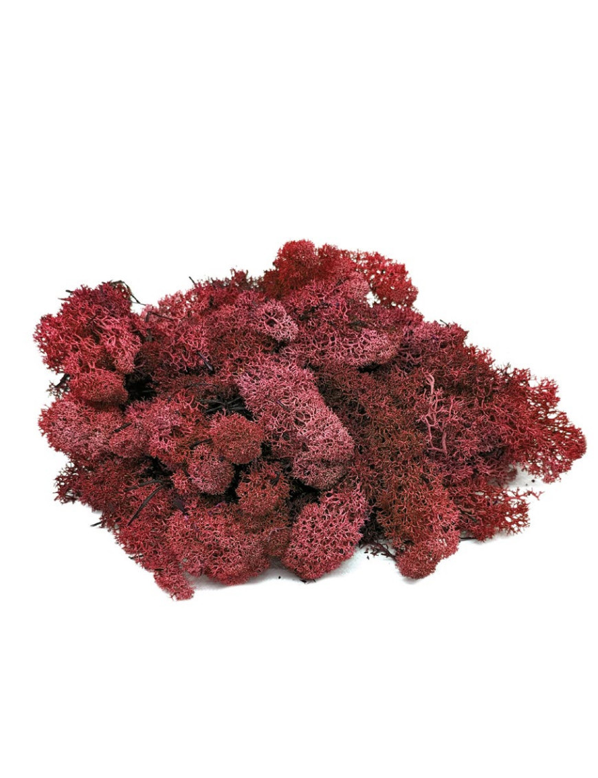 Muschio Lichene Rosso Stabilizzato Muschio Lichene Rosso Stabilizzato